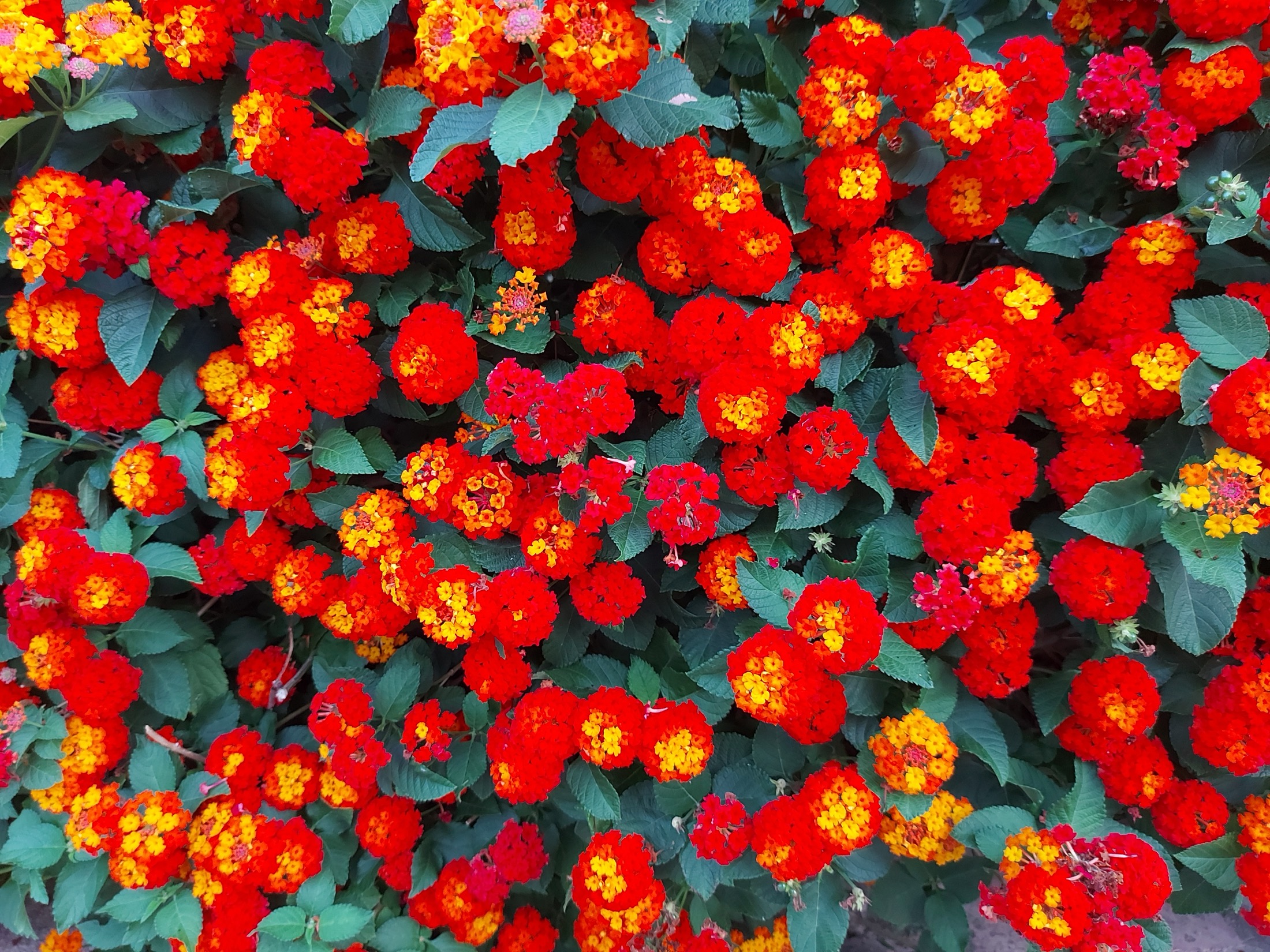 Kleurrijke mediterrane bloemen in de volwassen tuin